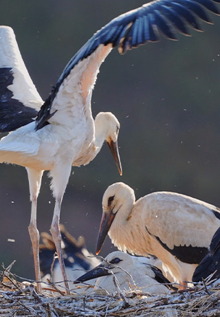 White Stork: Between the Church and the Cliff S1